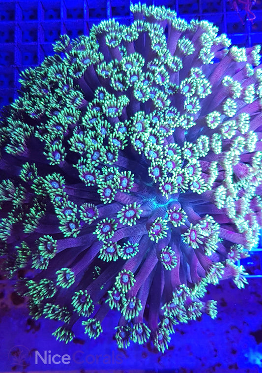 Goniopora XXL