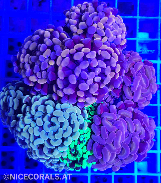 Euphyllia Paraancora Mix