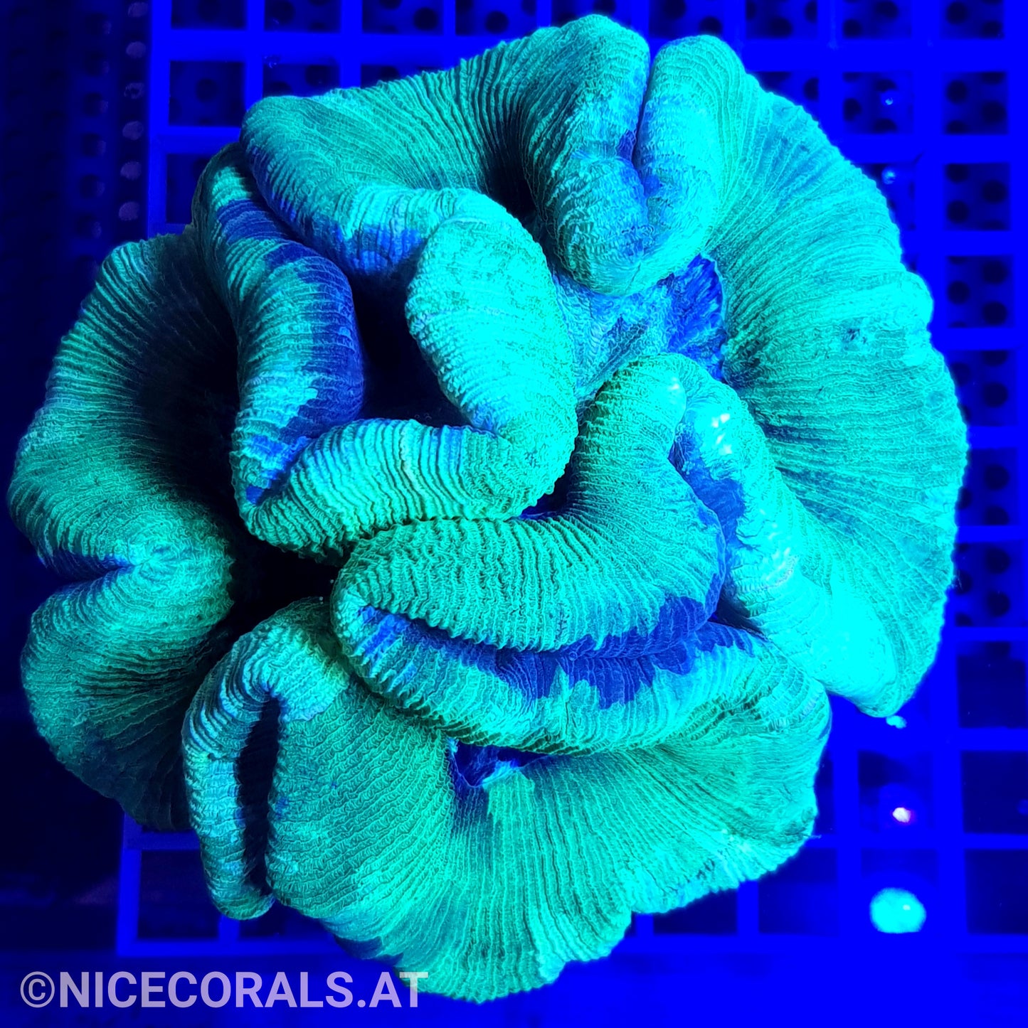 Trachyphyllia XXL