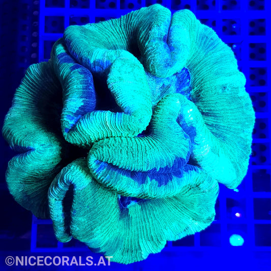 Trachyphyllia XXL