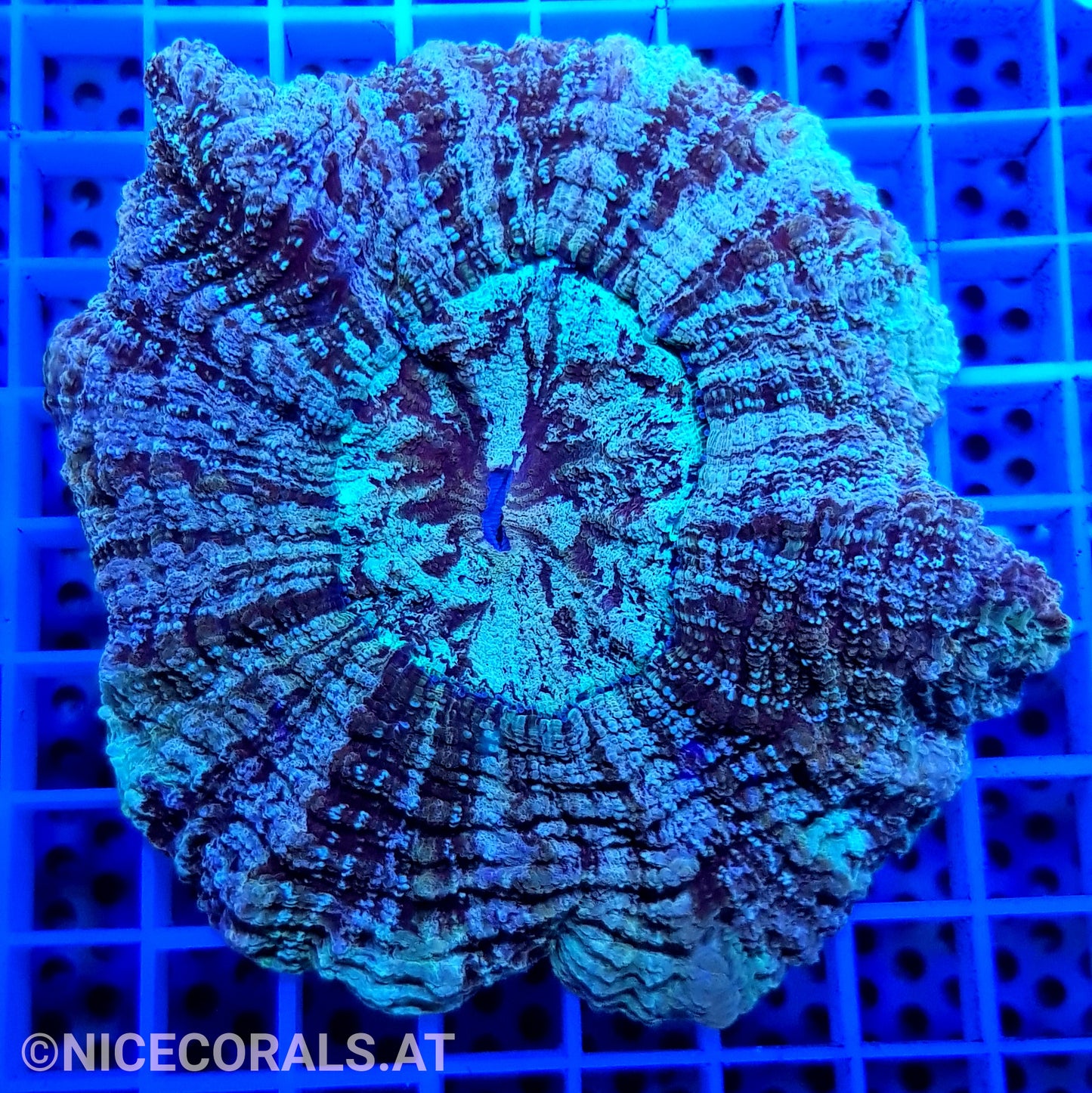 Cynarina SP. Acanthophyllia