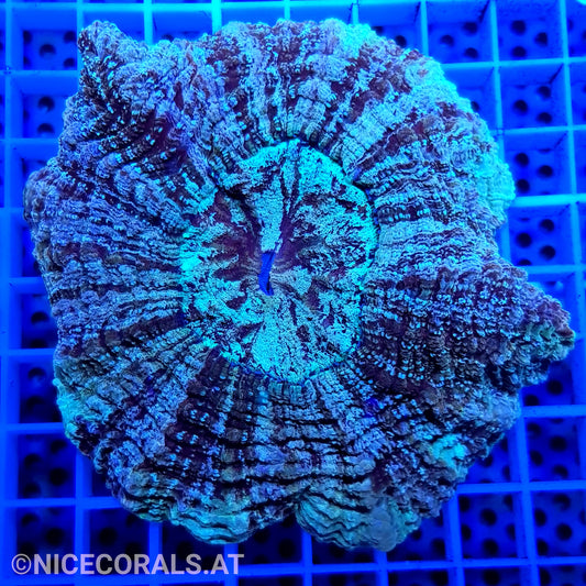 Cynarina SP. Acanthophyllia