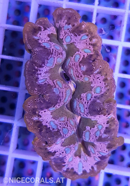 Tridacna crocea 5cm