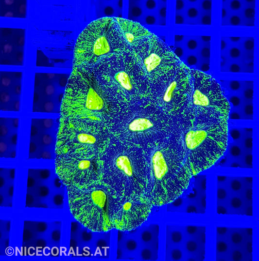 Goniastrea