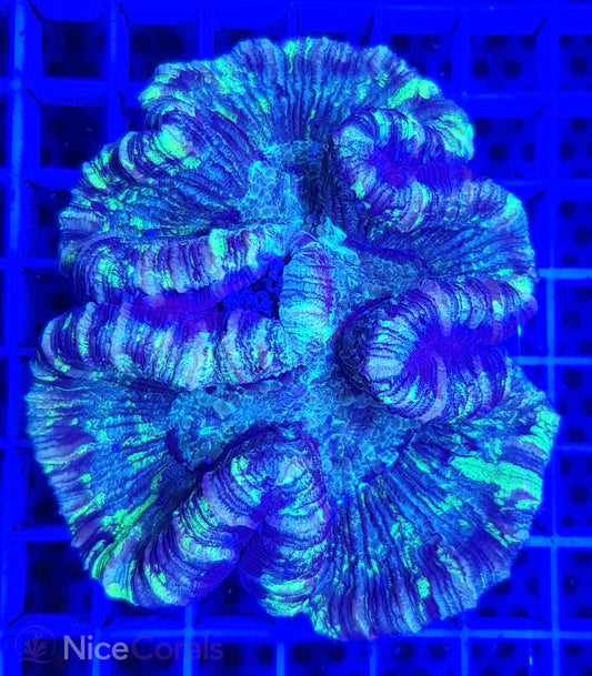 Trachyphyllia