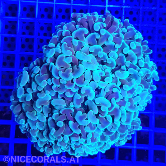 Euphyllia ancora