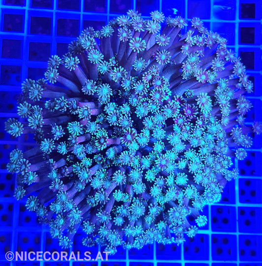 Goniopora XXL