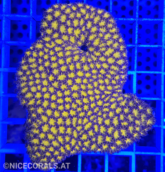 Leptastrea
