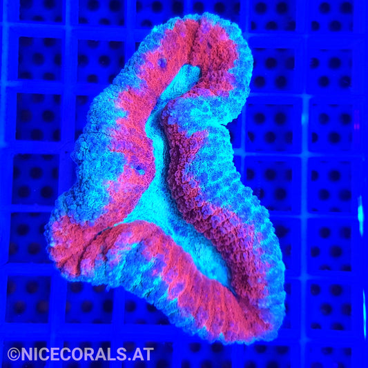 Lobophyllia
