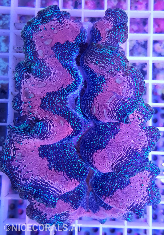 Tridacna crocea 10cm
