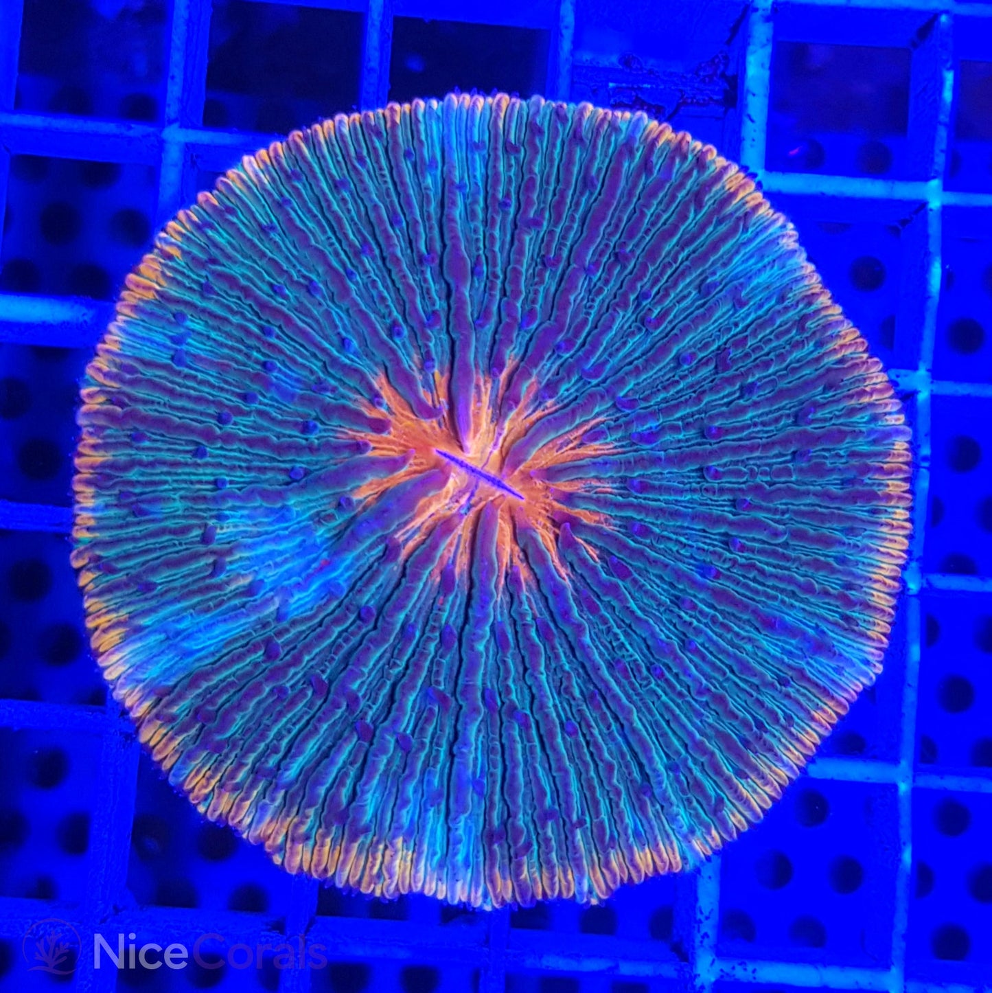 Cycloseris