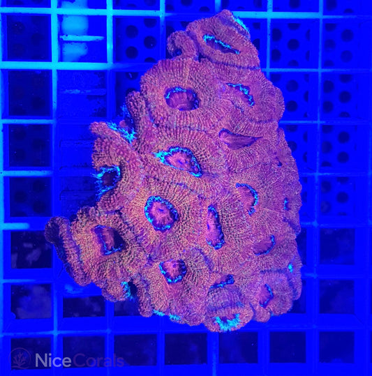 Acanthastrea