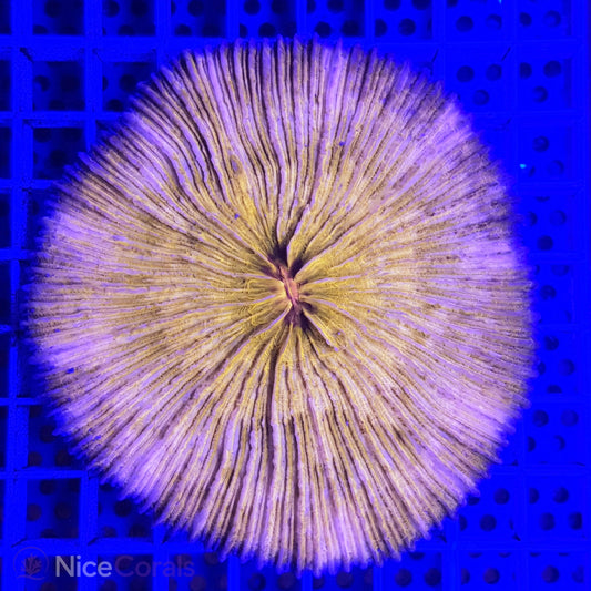 Cycloseris