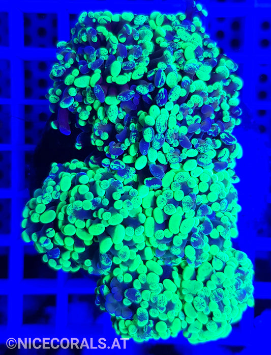 Euphyllia Paraancora 4-5 Heads
