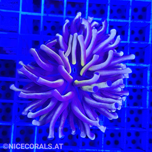 Euphyllia cristata gold