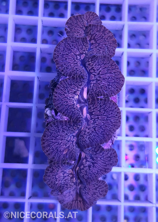 Tridacna Maxima Tear Drop 7 cm