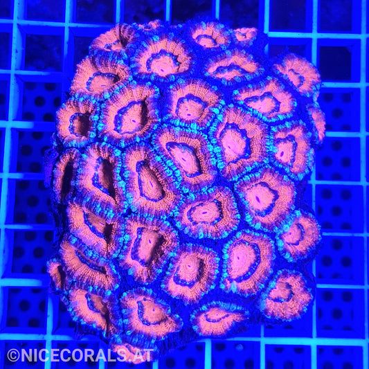 Acanthastrea