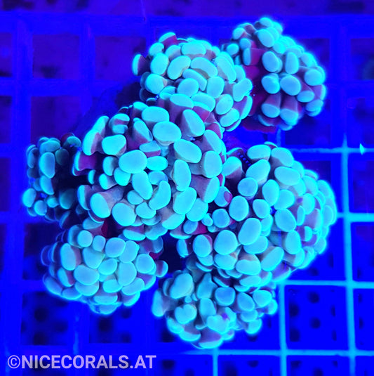 Euphyllia Paraancora 4-5 Heads