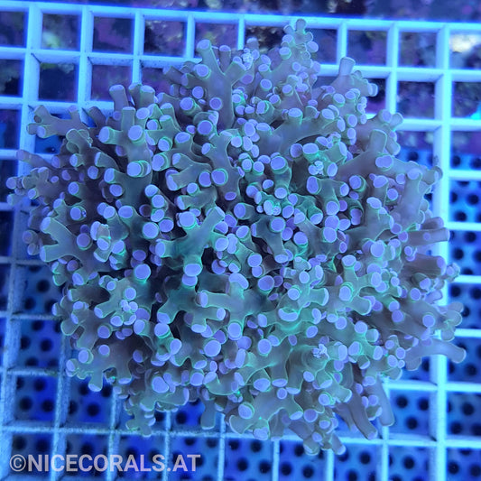 Euphyllia Paradivisa 4-5 Heads