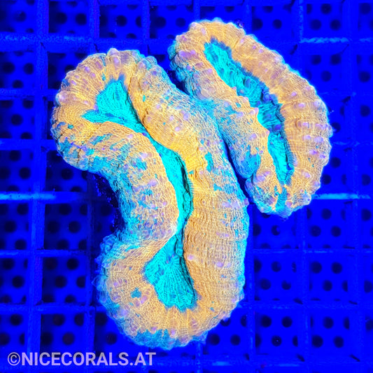 Lobophyllia