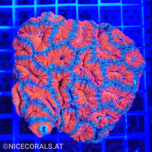 Acanthastrea