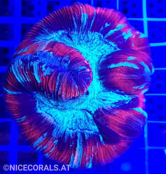 Trachyphyllia