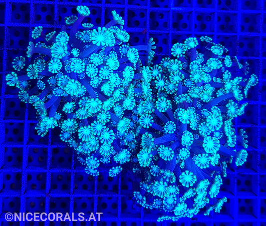 Alveopora