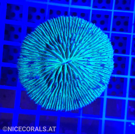 Cycloseris