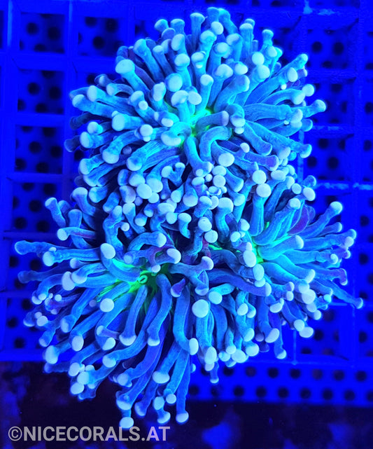 Euphyllia Cristata