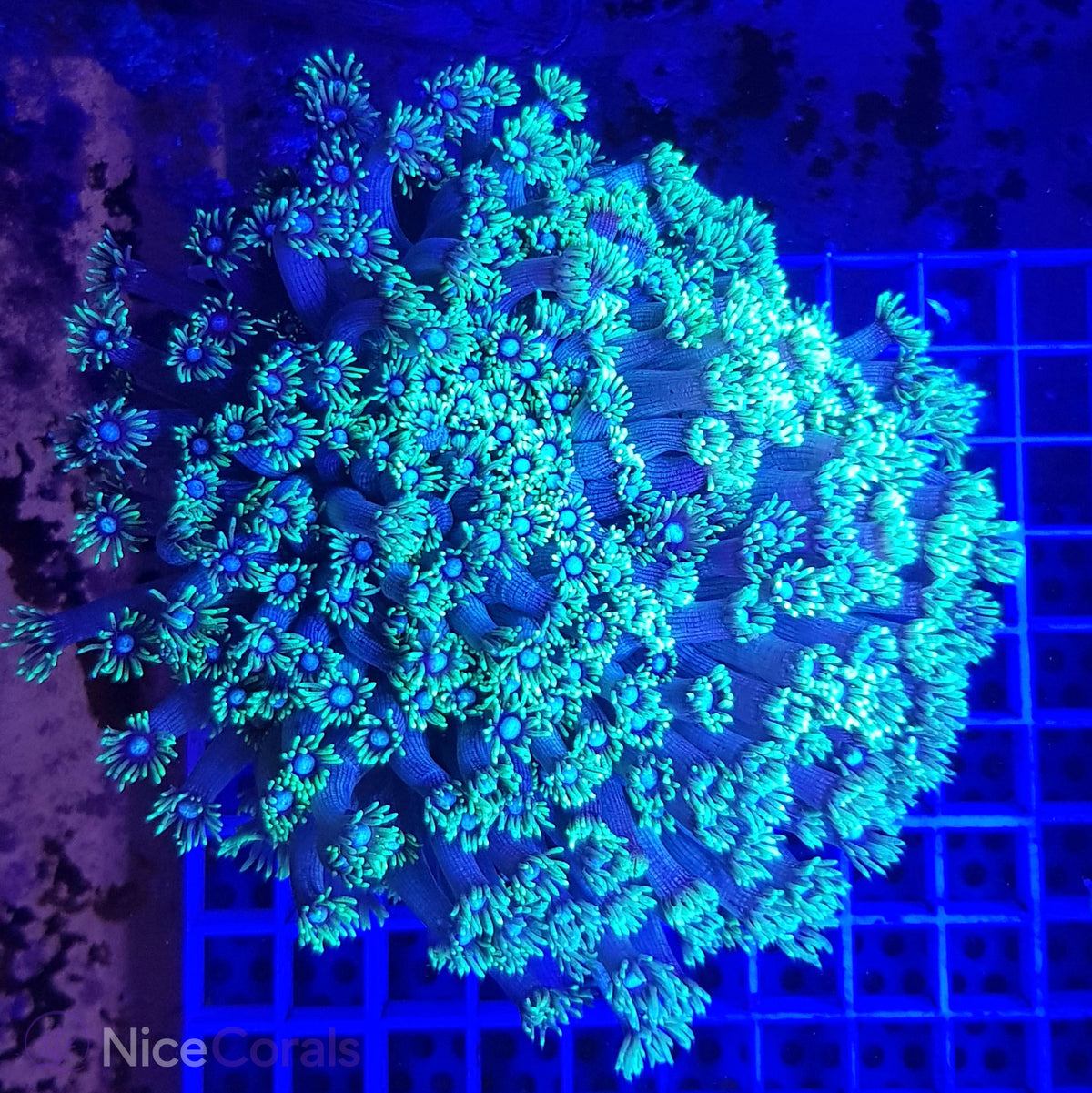 Goniopora XL