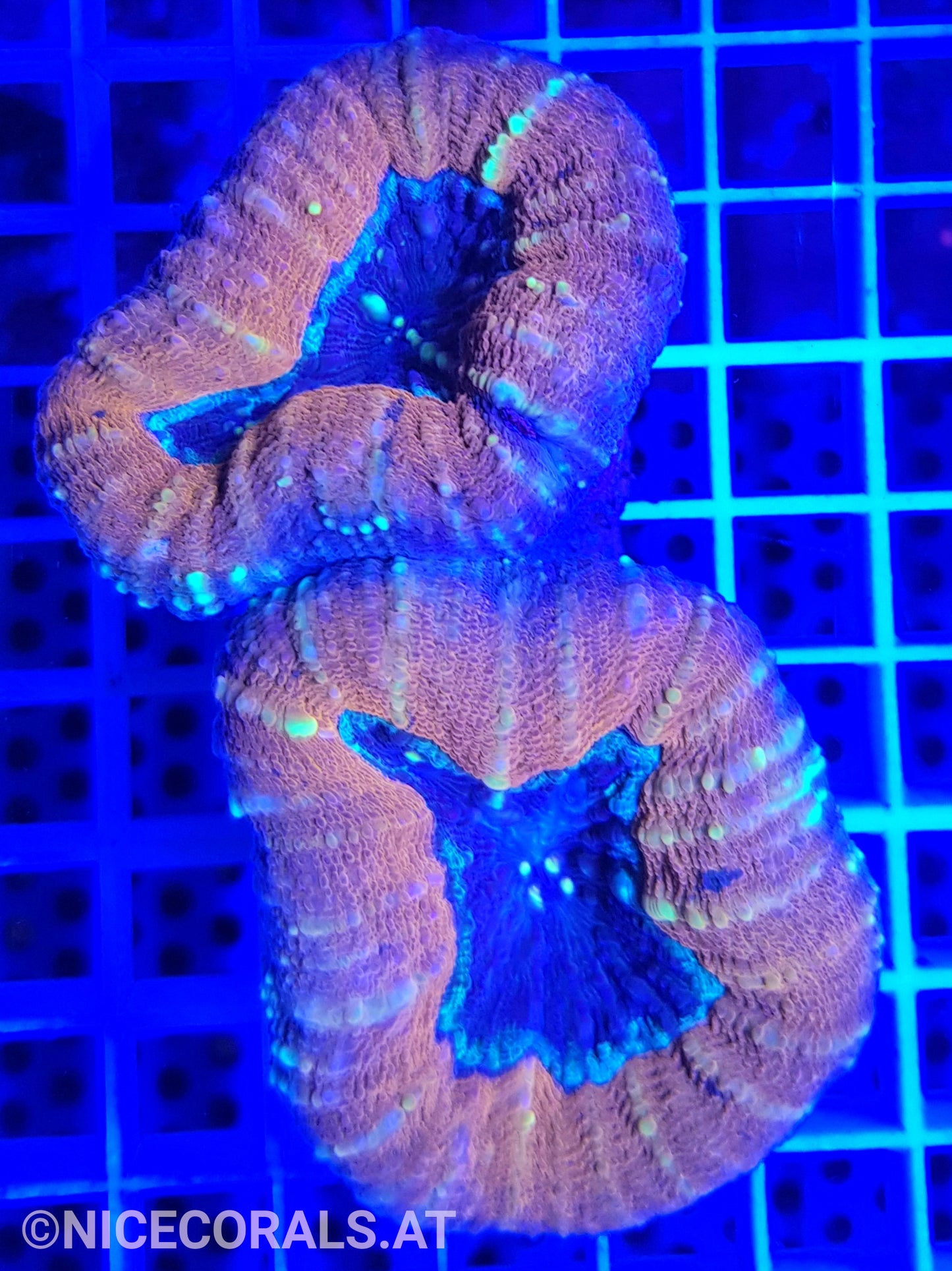 Lobophyllia