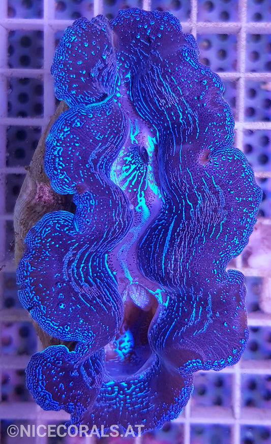 Tridacna crocea 8cm