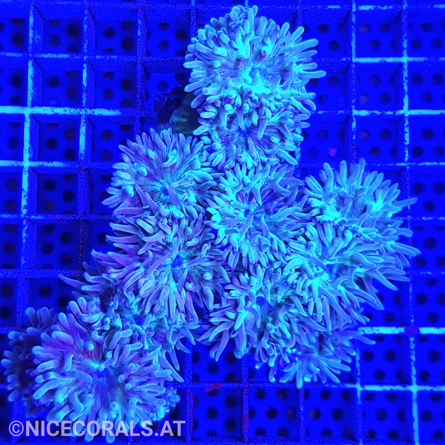Duncanopsammia
