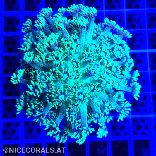 Goniopora