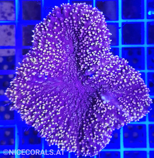 Lobophyllia