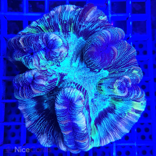Trachyphyllia