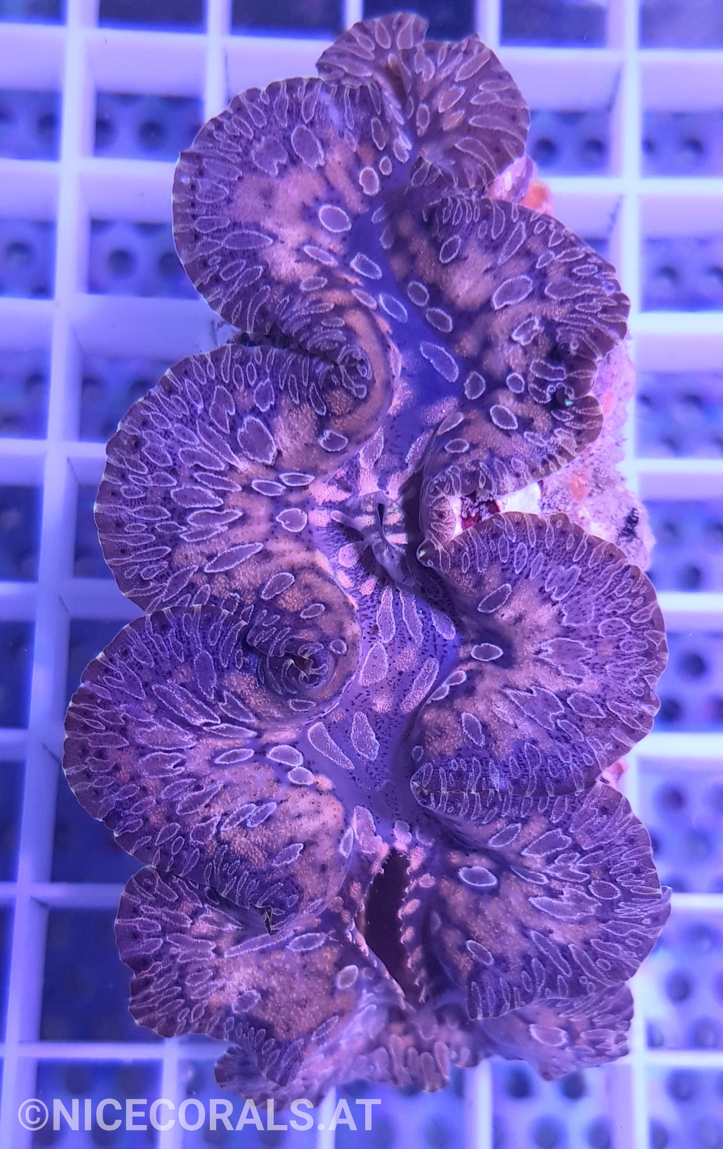 Tridacna Maxima Tear Drop 8 cm