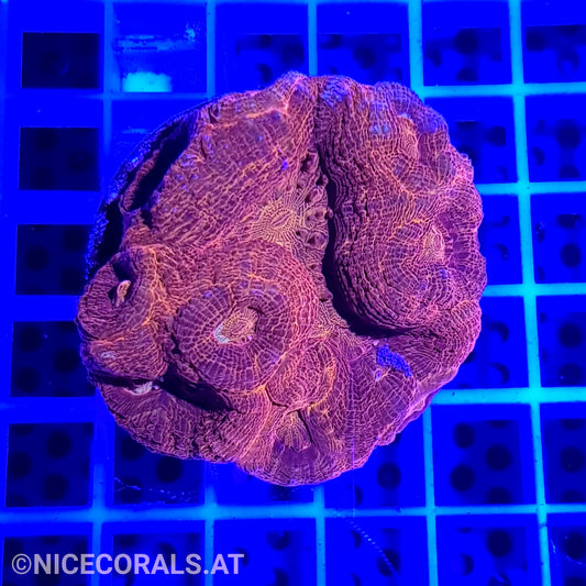 Acanthastrea bowerbanki