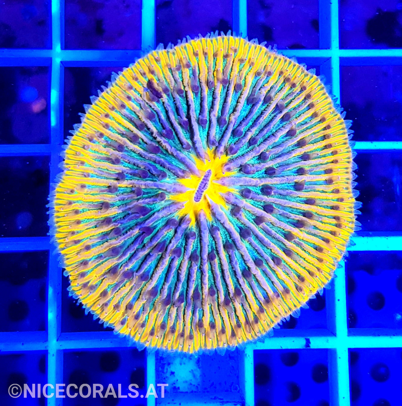 Cycloseris