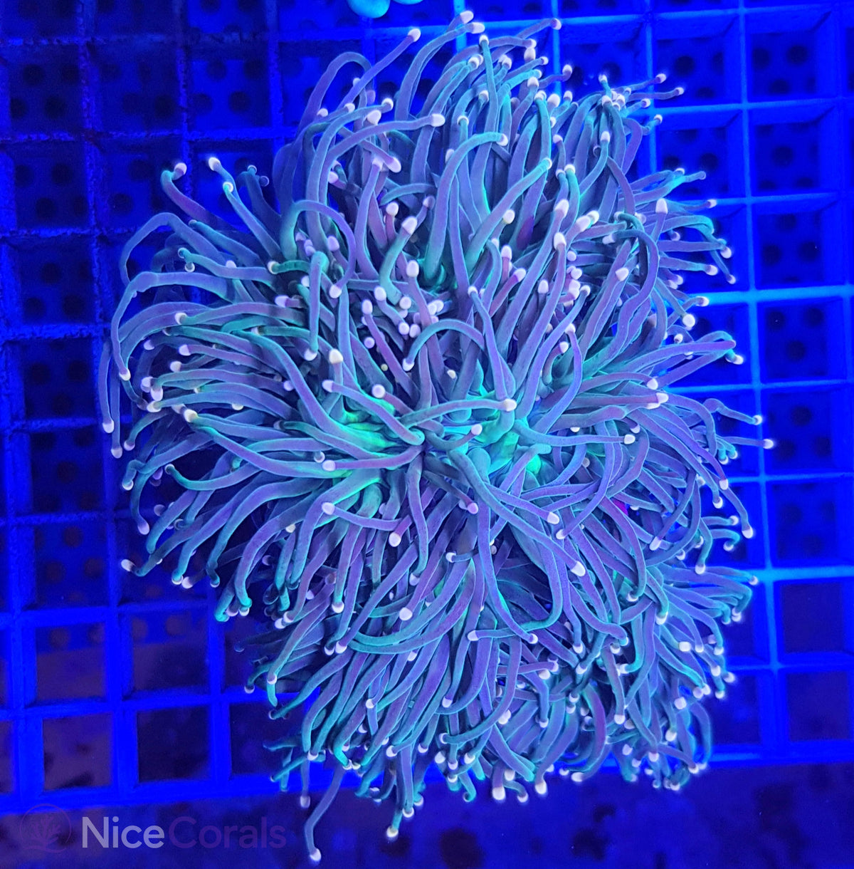 Euphyllia glabrescens