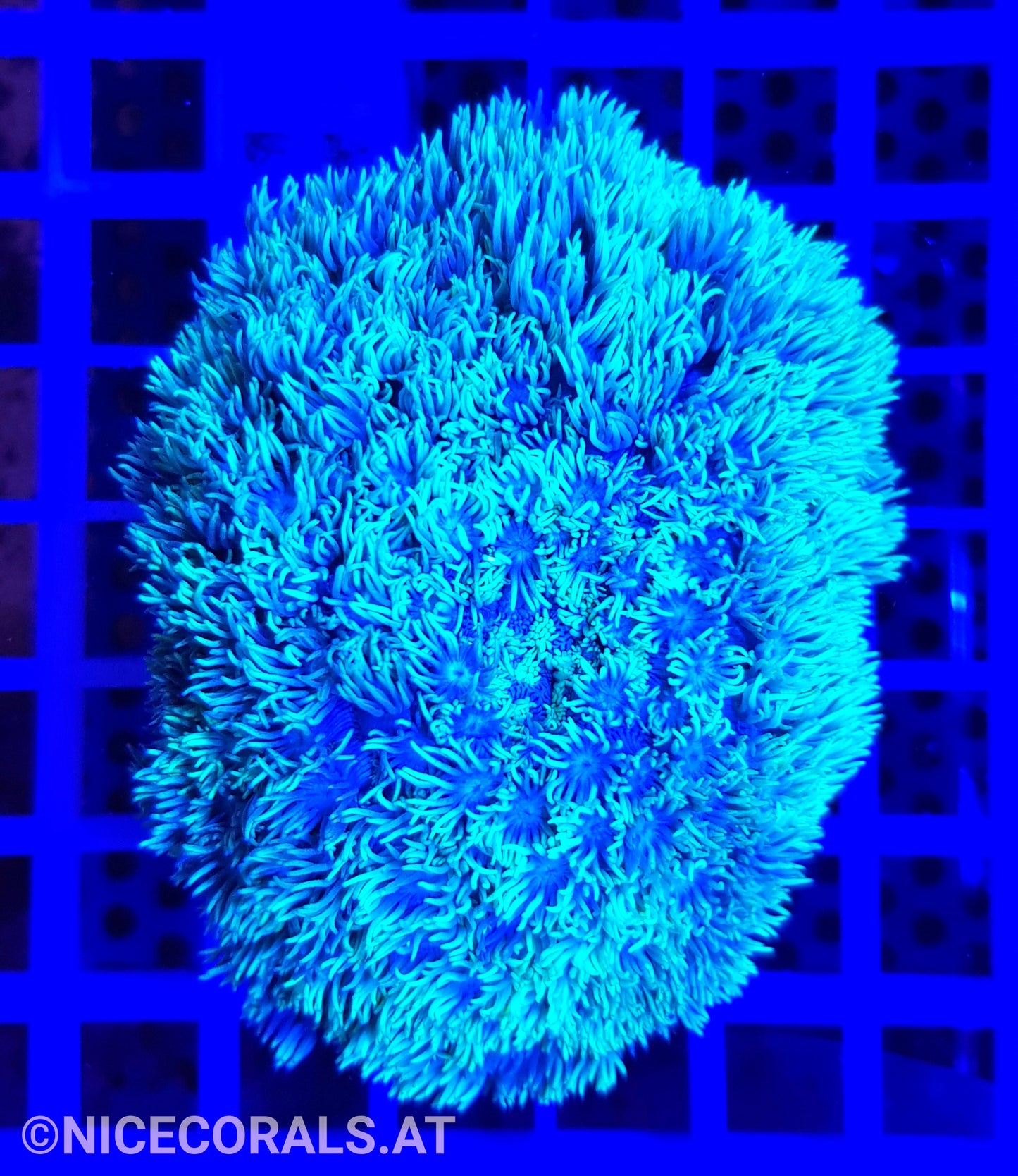 Goniopora