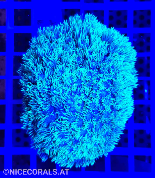 Goniopora