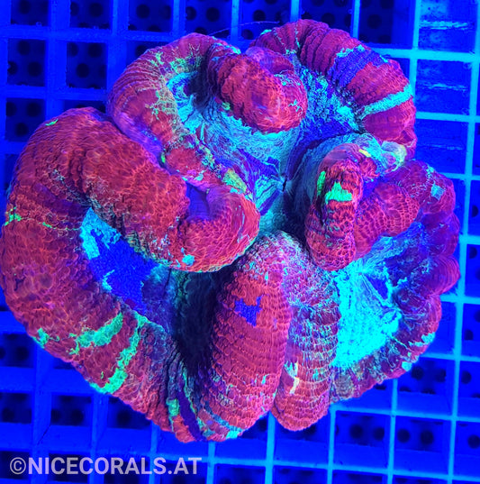 Trachyphyllia