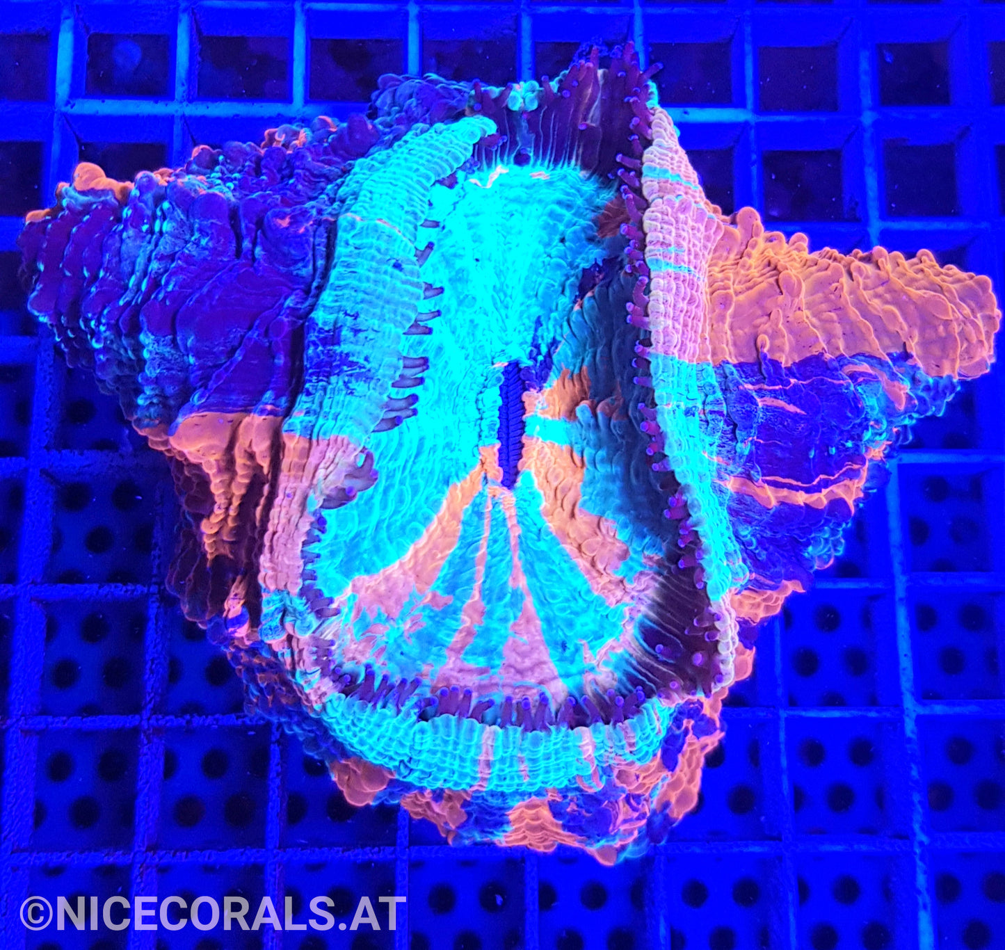 Cynarina SP. Acanthophyllia