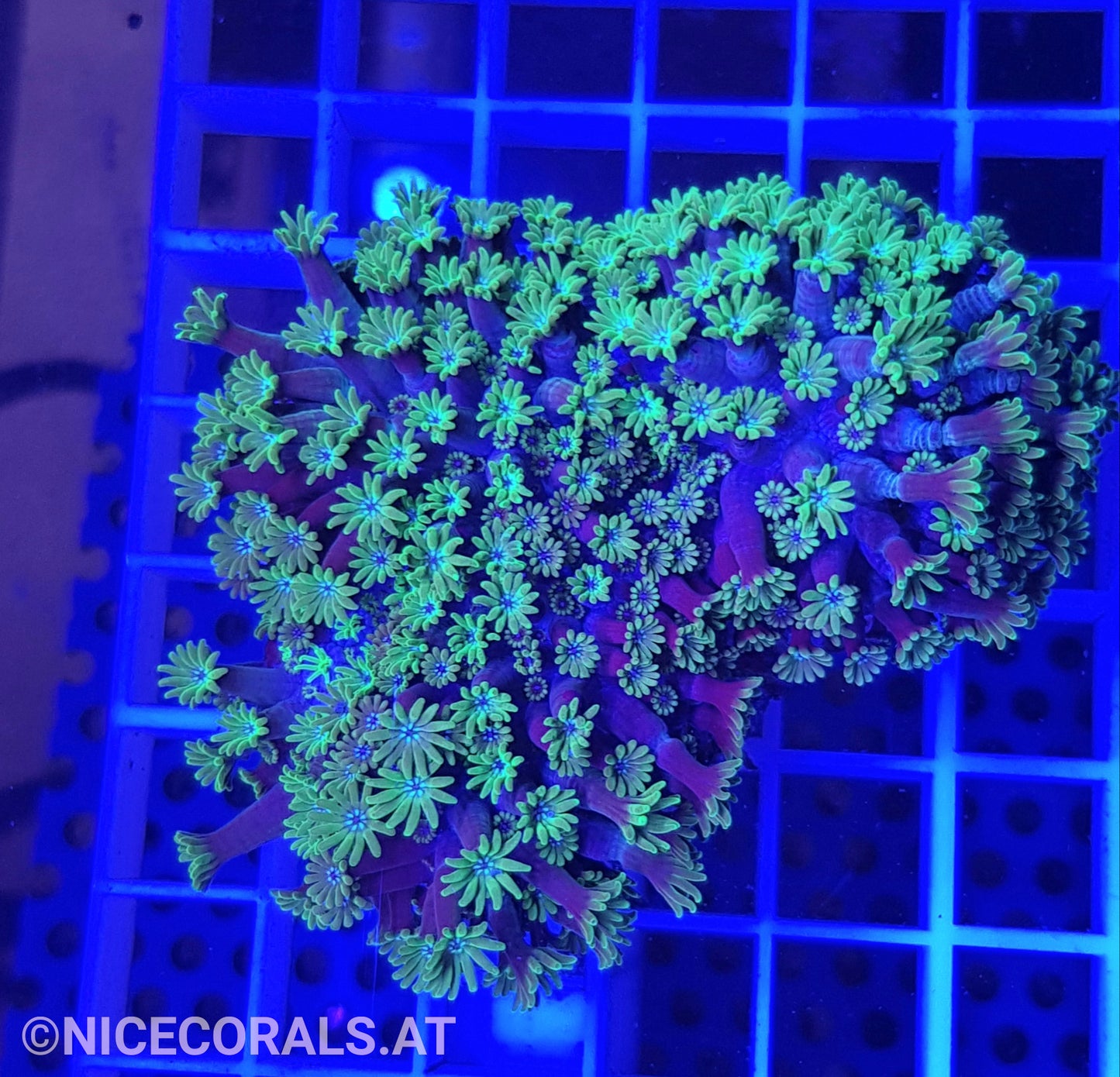 Alveopora