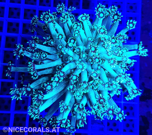 Goniopora