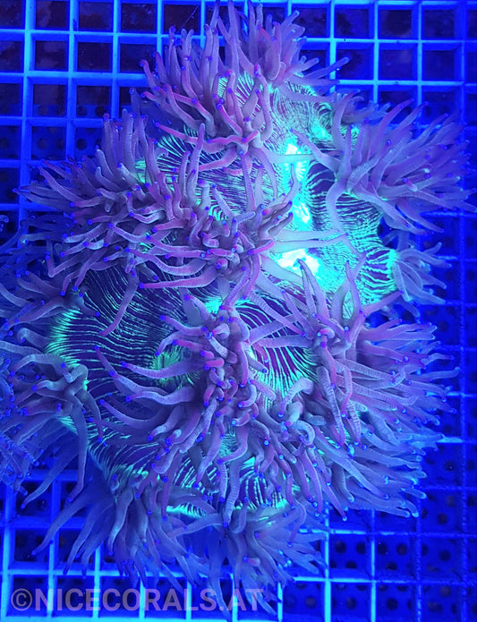 Catalaphyllia
