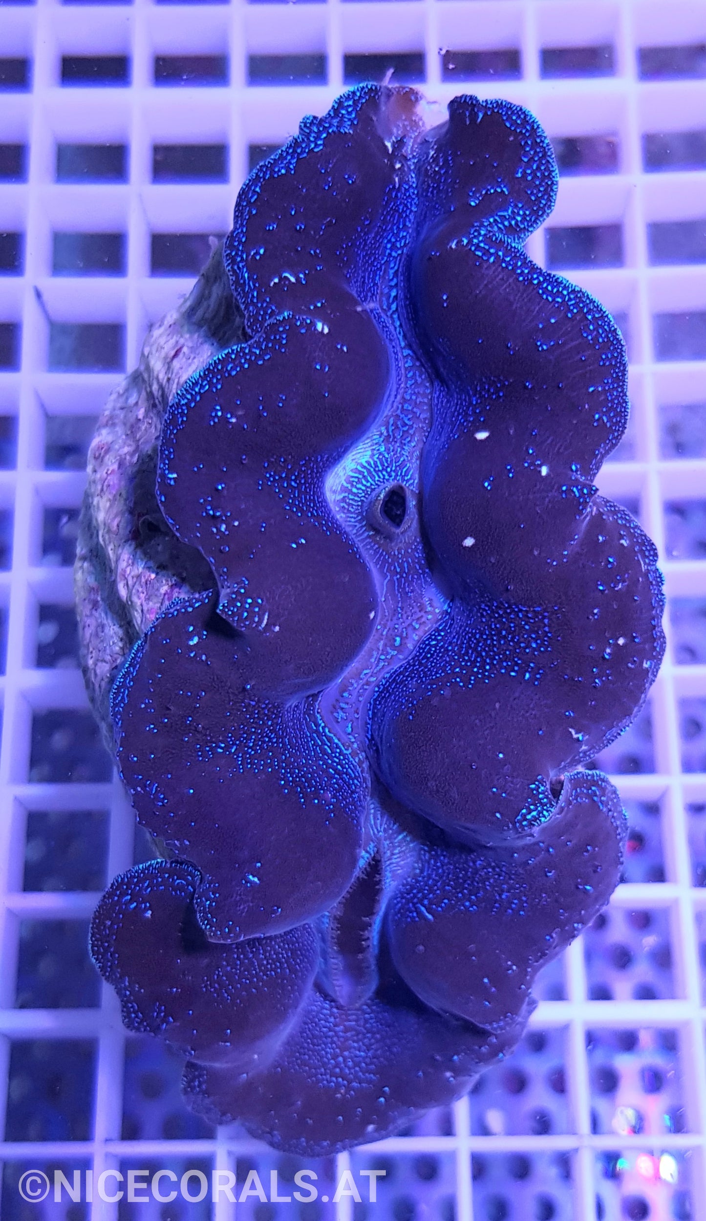 Tridacna Crocea 9 cm