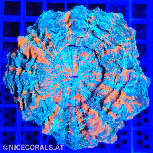 Cynarina SP. Acanthophyllia