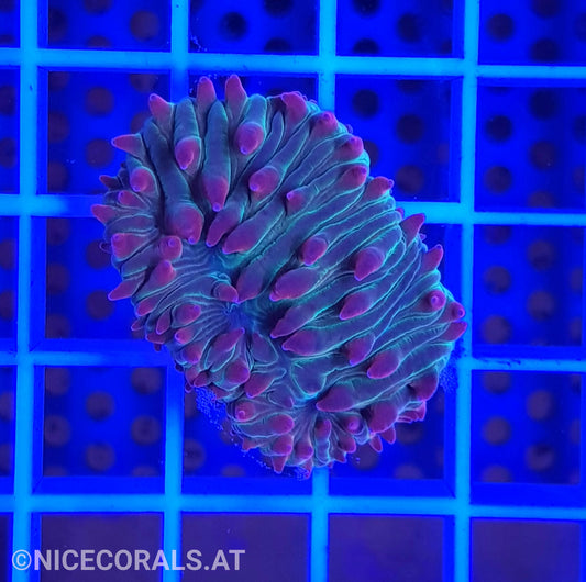 Cycloseris fragilis